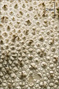 The spiny exoperidium