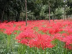 Lycoris radiata is an important cultural icon in Japan