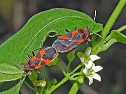 Mating on the host plant Vincetoxicum hirundinaria