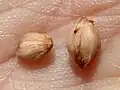 Seed