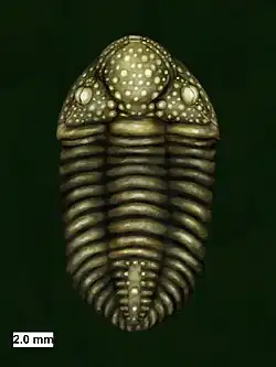Drawing of the Silurian encrinurid trilobite Mackenziurus lauriae Gass, Edgecombe, Ramskold, Mikulic, and Watkins, 1992.