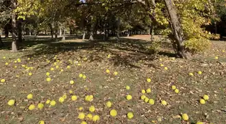 M. pomifera fruits on ground
