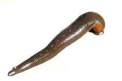 A large, unflattened leech on a white background. The dorsal side is olive-brown with a series of orange points; the ventral side is dull orange.