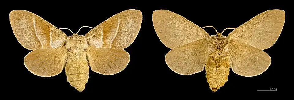 Both sides of female