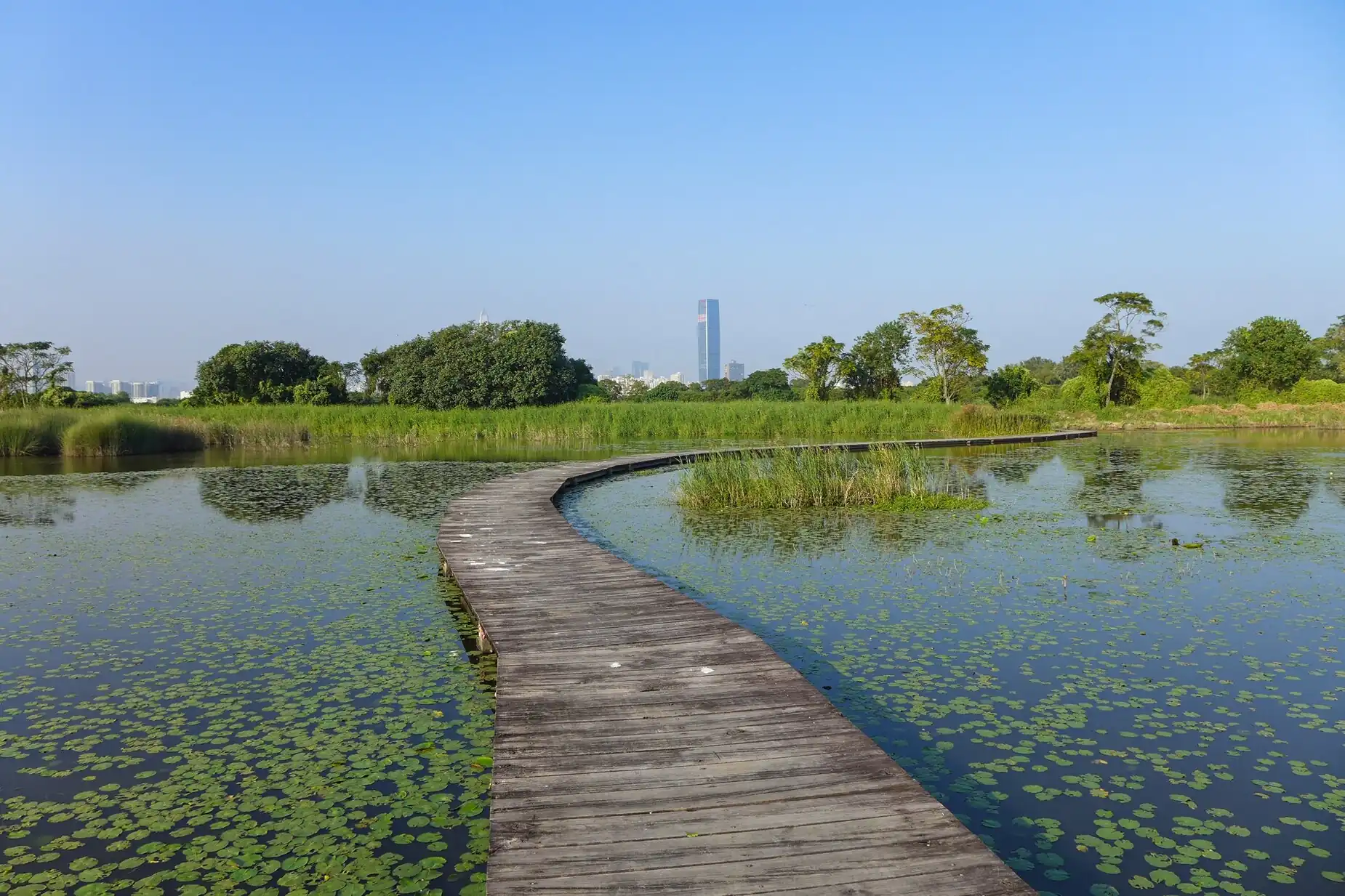 Mai Po Marshes Gei wai boardwalk 2016.jpg