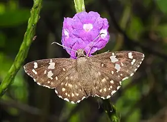 Dorsal view