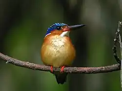 A small bird with a long beak, yellow chest, and dark wings and head sits perched on a branch.