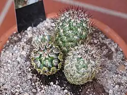 Mammillaria microhelia