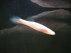 Amblyopsis spelaea (the northern cavefish) is a blind species of cave fish.