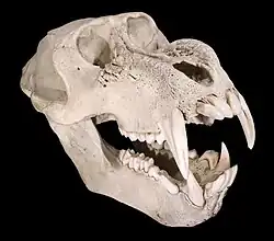 Skull of male mandrill, showing the long canines and ridged bone swellings