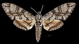 Manduca corumbensis ♀