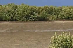 Mangrove forest in a dry lagoon near Casilda Port, Sancti Spiritus Province, Cuba