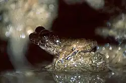 A close of photo of an average sized frog. Its legs are a tan color that fades into a dark green/grey into its head. It's sitting on a very small rock that is barely sticking out of the water. The picture seems to be at night, illuminated with flash.