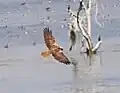 Marsh Harrier Female Hovering