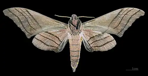 Male M. c. titan, underside