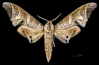 Male M. s. malayana, dorsal view