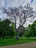 Image showing a Large Mature Foxglove Tree in flower on May 4th 2025 in Bute Park, Wales, UK. Human for scale.