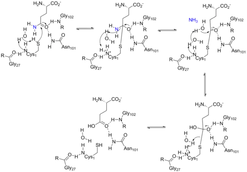 Arrow pushing mechanism for the reaction catalyzed by ATase.
