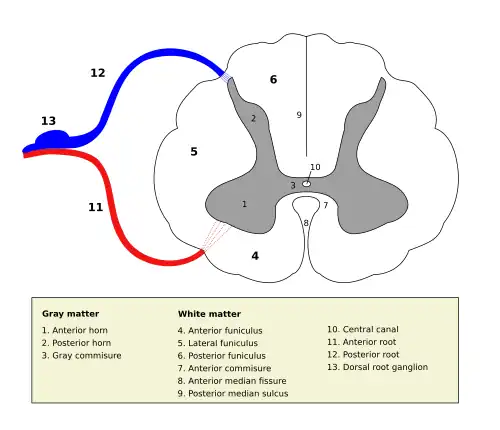 Medulla spinalis