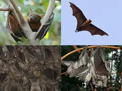 Four types of brown bats