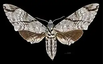 Female M. a. sumatranus, dorsal view