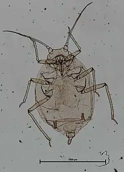 Melanaphis sorghi apterous female habitus