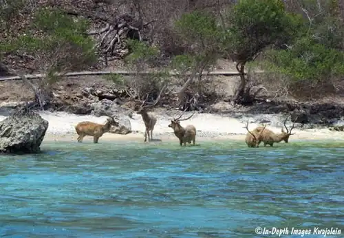 Deer in Menjangan Island.