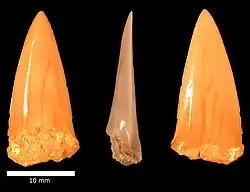 Cretoxyrhina mantelli tooth, Menuha Formation.