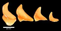 Hadrodus priscus tooth, Menuha Formation.