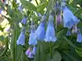 Aspen Bluebells (Mertensia arizonica)[26]