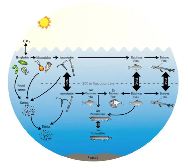 Impact of mesopelagic species on the global carbon budget.[62] DVM = diel vertical migration, NM = non-migration.
