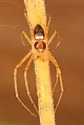 Male metallic crab spider (Philodromus marxi)