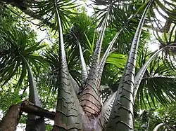 Several large, arching fronds with large bases and strap-like leaves at the far end