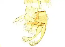 A microscopic photograph of the genitalia of a male Micropterix minimella, brightly illuminated and yellow on a white background