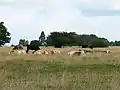 Cattle on Minchinhampton Common