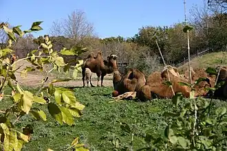Camels in a natural environment