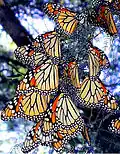 Monarch butterflies (Danaus plexippus) roosting in the fall on their migration south to Mexico[7]