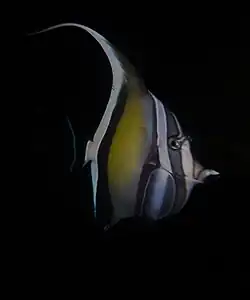 Night-time colouration