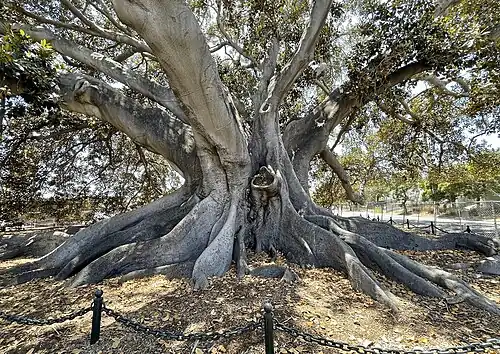 Santa Barbara's Moreton Bay fig tree