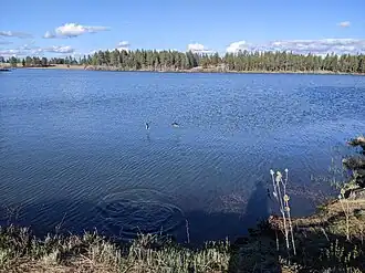 Ducks flying over shallow water, with evergreen trees in the background