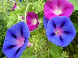Morning glories