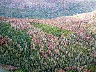 Photograph of a large area of forest. The green trees are interspersed with large patches of damaged or dead trees turning purple-brown and light red.