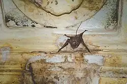 The image depicts a small mouse-tailed bat on a wall