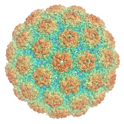 A rendering of an icosahedral viral capsid comprising 72 pentamers of VP1, colored such that areas of the surface closer to the interior center appear blue and areas further away appear red.
