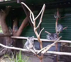 Mother and baby koalas