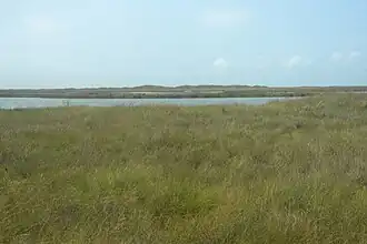 Interior areas of the island support grasslands with many species of grasses, sedges, forbs, and freshwater wetlands in the park.