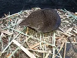 Brown shrew