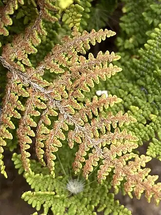The scaly underside of a fern frond with lance-shaped clear scales along the axes and small brownish hair-like scales hiding the leaf tissue
