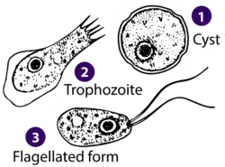 Stages of Naegleria sp. (Percolozoa: Heterolobosea)