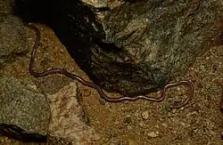 Namibiana type species; Western thread snake (N.&nbsp;occidentalis)